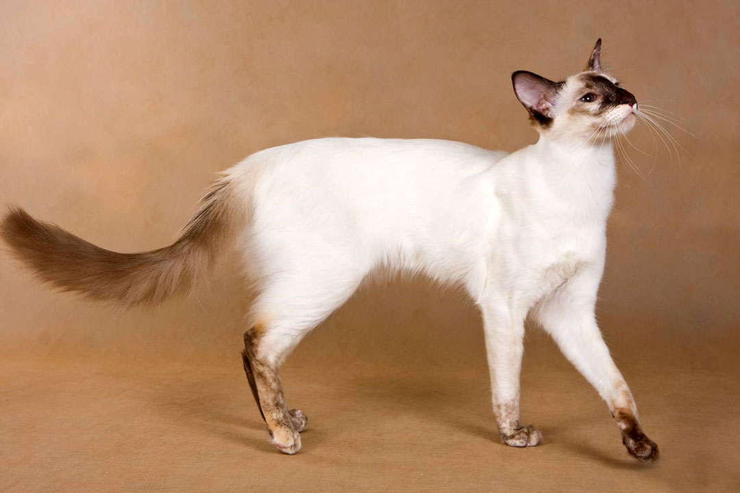 Oriental longhair